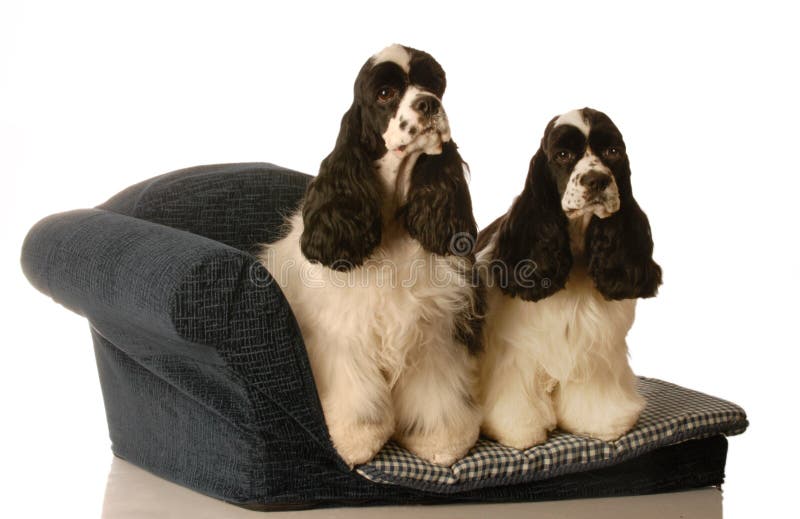 Twee honden op een van een hond bed