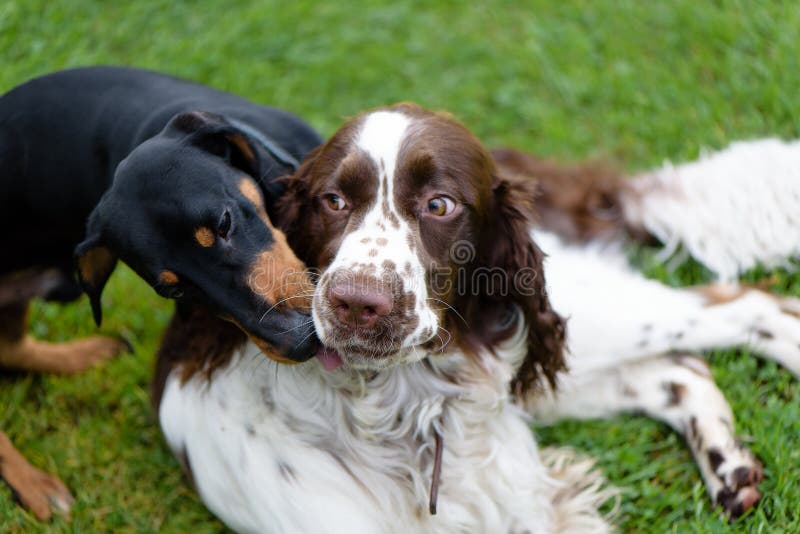 Twee honden die ruw spelen in het gras stock foto