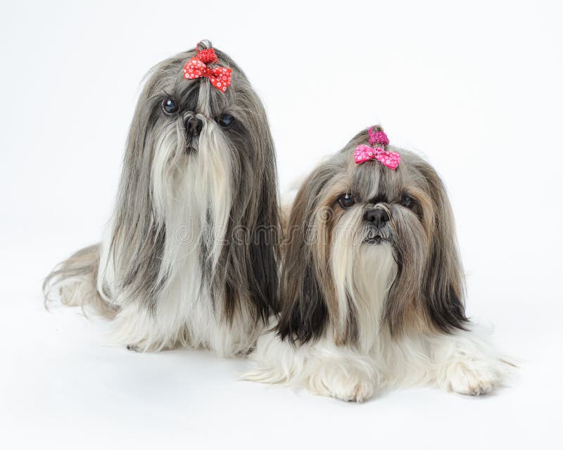 Two pampered female Shih Tzu dogs against white background. Two pampered female Shih Tzu dogs against white background