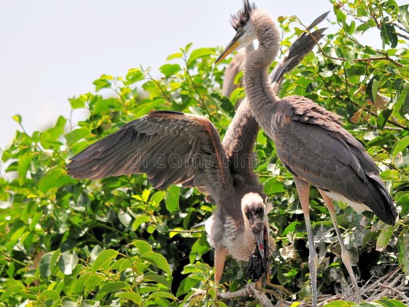 Twee jonge grote blauwe reigers met weinig vogel royalty-vrije stock fotografie Twee jonge grote blauwe reigers met weinig vogel royalty-vrije stock fotografie