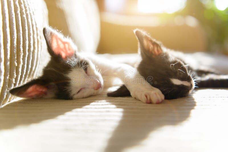 Twee jonge kittens slapen op sofa stock fotografie
