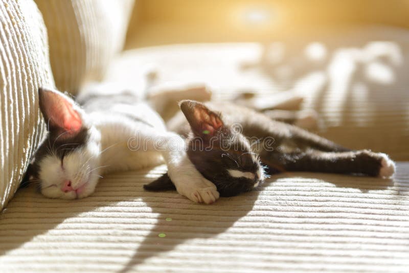 Twee jonge kittens slapen op sofa stock foto