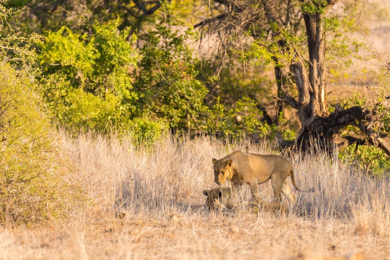 Twee jonge mannelijke Leeuwen die ter plaatse in de struik liggen Het wildsafari in het Nationale Park van Kruger, hoofdtoeristis royalty-vrije stock foto's Twee jonge mannelijke Leeuwen die ter plaatse in de struik liggen Het wildsafari in het Nationale Park van Kruger, hoofdtoeristis royalty-vrije stock foto's