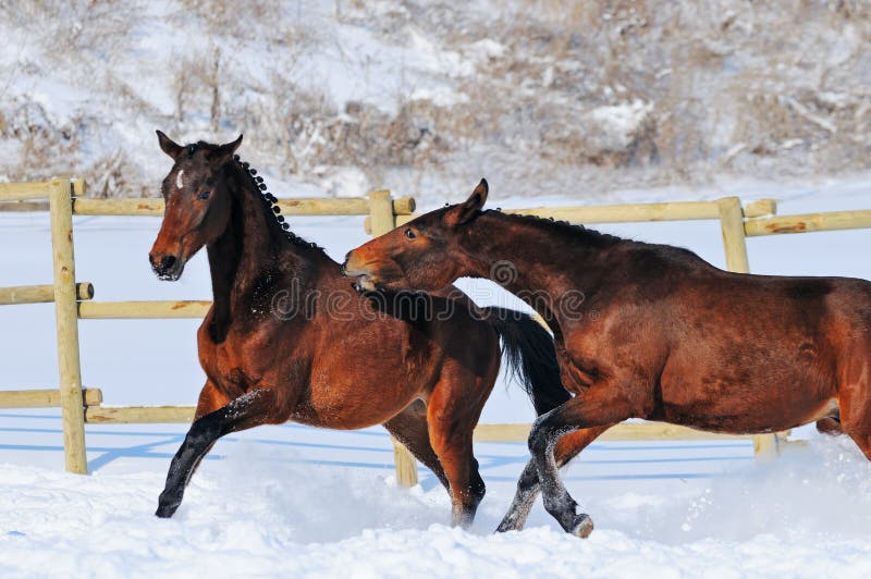 Two young horses playing on the snow field in winter. Two young horses playing on the snow field in winter