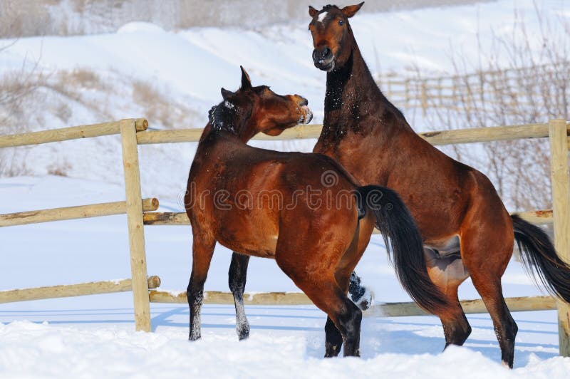 Two young horses playing on the snow field in winter. Two young horses playing on the snow field in winter