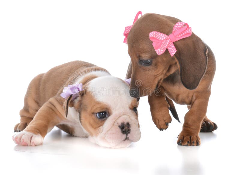 twee jonge vrouwelijke puppy royalty-vrije stock fotografie twee jonge vrouwelijke puppy royalty-vrije stock fotografie
