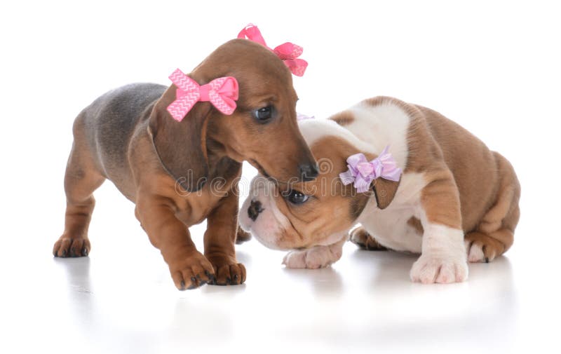twee jonge vrouwelijke puppy royalty-vrije stock foto twee jonge vrouwelijke puppy royalty-vrije stock foto