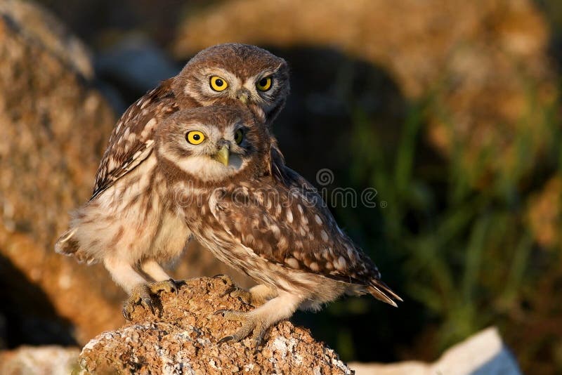 Twee jongelui Weinig uil, Athene-noctua, die op het natuursteen spelen stock fotografie Twee jongelui Weinig uil, Athene-noctua, die op het natuursteen spelen stock fotografie