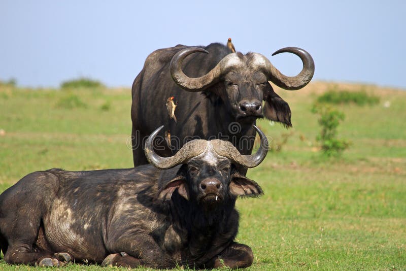 Twee Kaapbuffels op de weelderige groene vlaktes in het Nationale Park van Bumi, Zimbabwe royalty-vrije stock foto's Twee Kaapbuffels op de weelderige groene vlaktes in het Nationale Park van Bumi, Zimbabwe royalty-vrije stock foto's