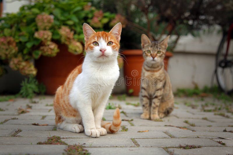 Twee kittens royalty-vrije stock foto's