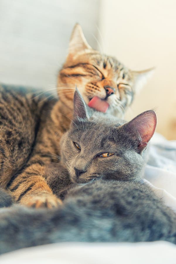 Twee katten knuffelen zich