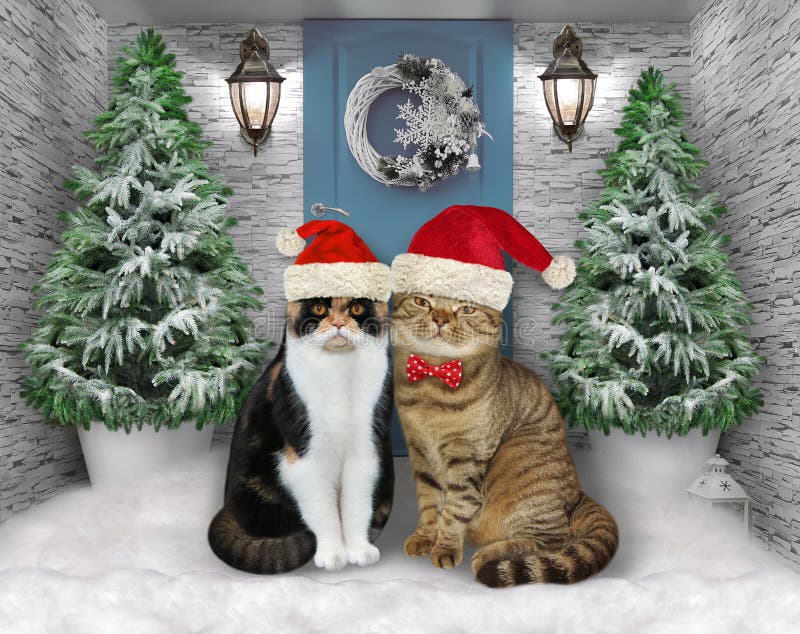 Twee katten op de kerst stock Image of nieuw - 204277373