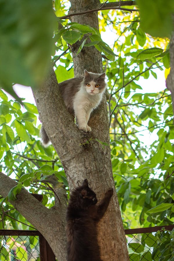 Twee katten zitten op een boom in een groene tuin. twee katten in bomen verborgen in bladeren royalty-vrije stock foto Twee katten zitten op een boom in een groene tuin. twee katten in bomen verborgen in bladeren royalty-vrije stock foto
