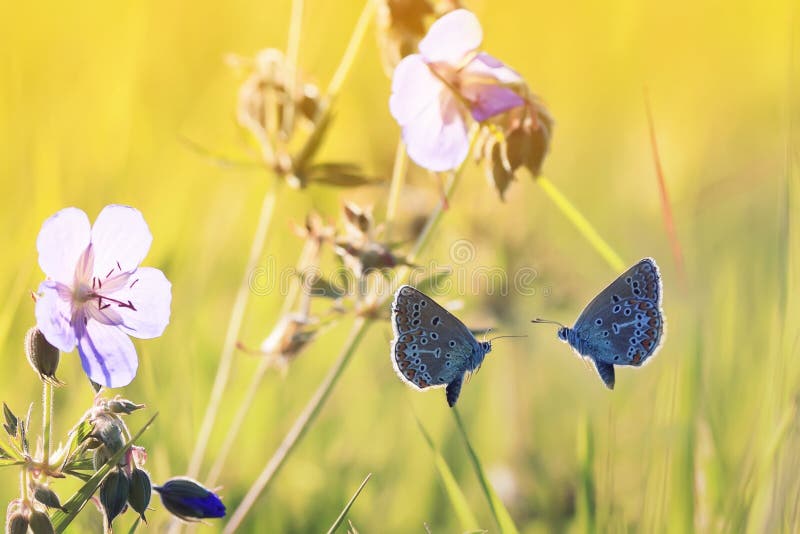 Twee kleine blauwe vlinders vliegen naar elkaar stock fotografie Twee kleine blauwe vlinders vliegen naar elkaar stock fotografie