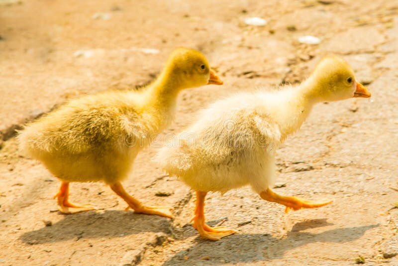 Two chicks running to the water. Two chicks running to the water