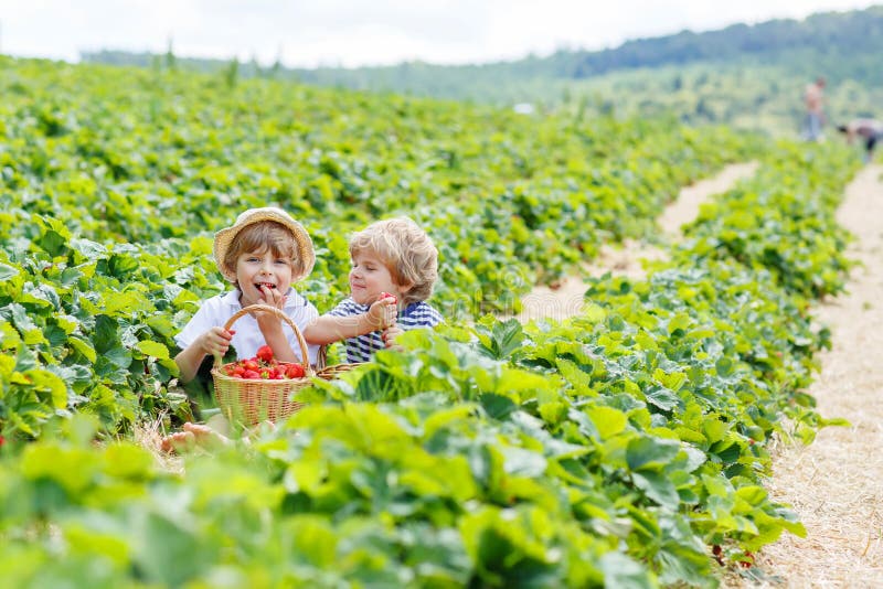 Two little sibling kid boys picking strawberries on organic farm in summer. Chidren eating healthy food, fresh berries. Two little sibling kid boys picking strawberries on organic farm in summer. Chidren eating healthy food, fresh berries.