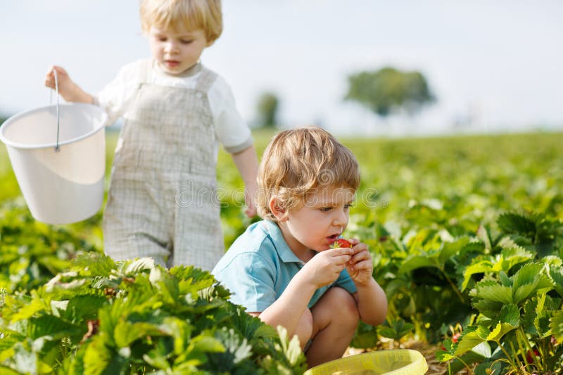 Two little twins boys on pick a berry farm picking strawberries in bucket. Two little twins boys on pick a berry farm picking strawberries in bucket.