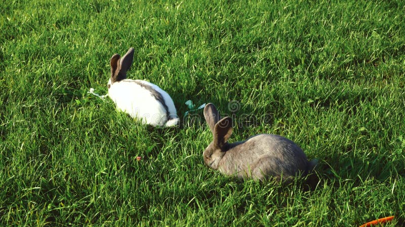 Twee konijnen eten op groen gras