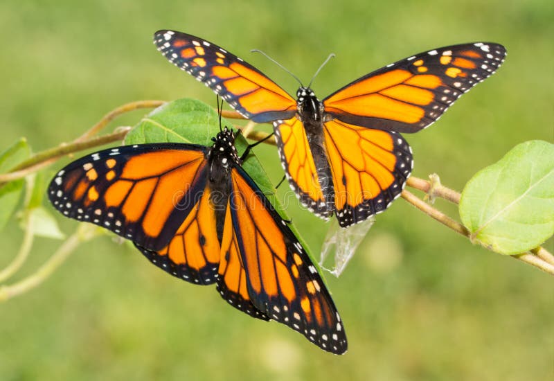 Twee kwamen onlangs te voorschijn Monarchvlinders die klaar weg te vliegen worden
