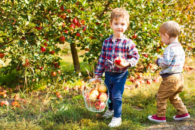 Twee leuke jonge geitjes die appelen in een tuin plukken stock foto's Twee leuke jonge geitjes die appelen in een tuin plukken stock foto's