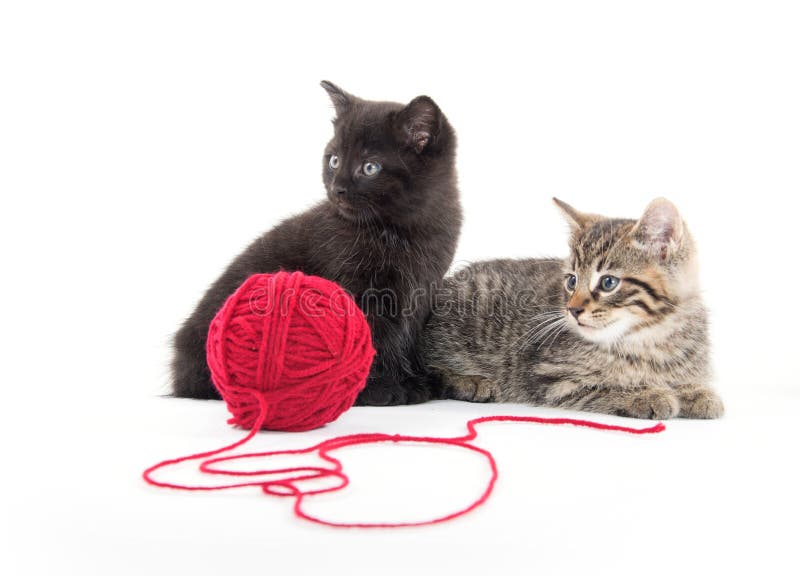 Twee leuke katjes en rood garen royalty-vrije stock fotografie Twee leuke katjes en rood garen royalty-vrije stock fotografie