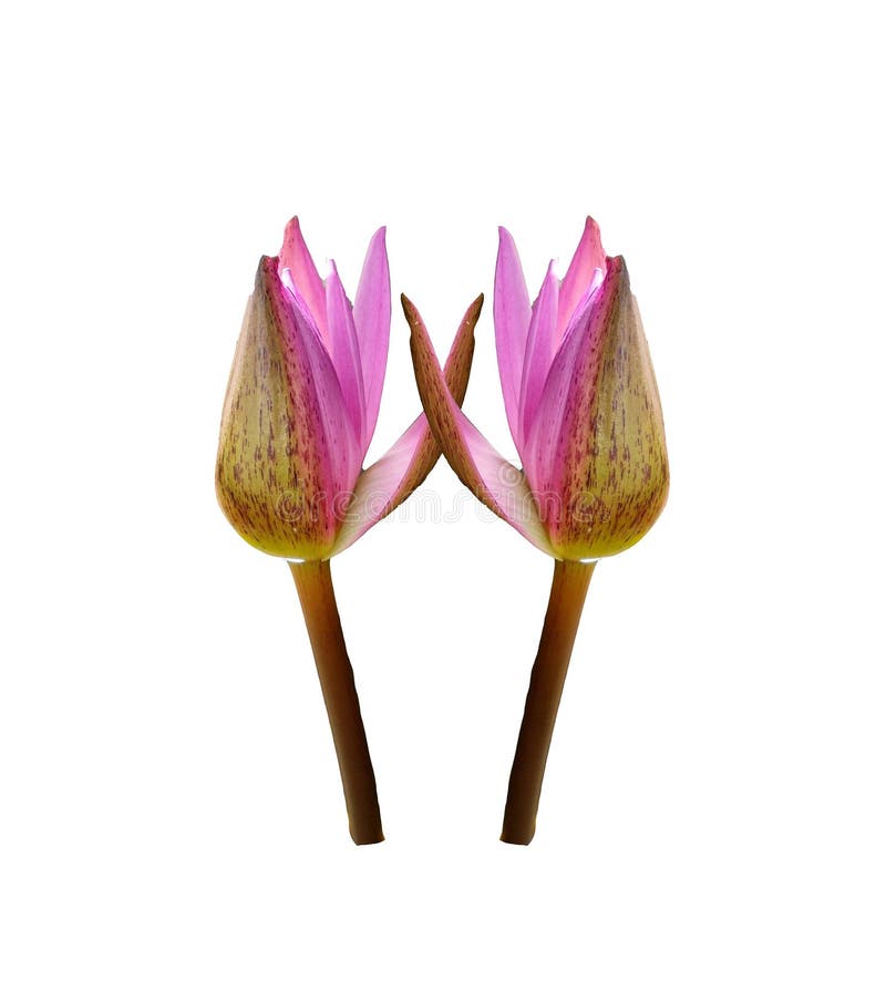 Twee mooie roze lotusbloembloem die op witte achtergronden, waterlelie wordt geïsoleerd royalty-vrije stock foto's Twee mooie roze lotusbloembloem die op witte achtergronden, waterlelie wordt geïsoleerd royalty-vrije stock foto's