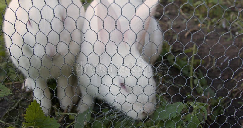 Twee mooie witte konijnen worden door het hek gevoerd