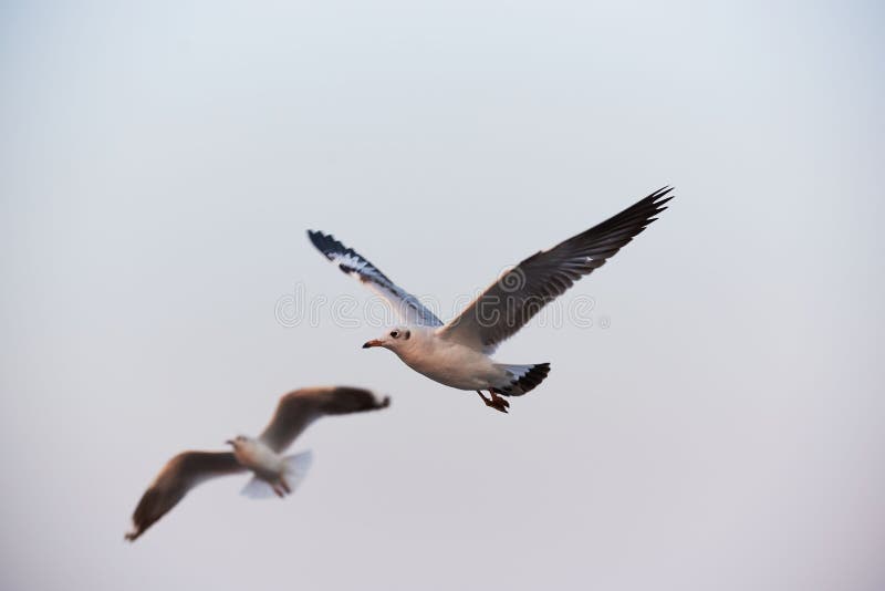 Twee mooie zeemeeuwen die op blauwe hemelachtergrond vliegen royalty-vrije stock fotografie Twee mooie zeemeeuwen die op blauwe hemelachtergrond vliegen royalty-vrije stock fotografie