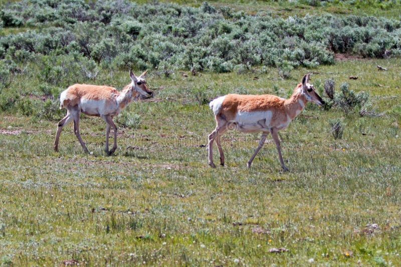 American Pronghorn Antelope female does near Slough Creek of Lamar Valley in Yellowstone National Park in Wyoming USA. American Pronghorn Antelope female does near Slough Creek of Lamar Valley in Yellowstone National Park in Wyoming USA