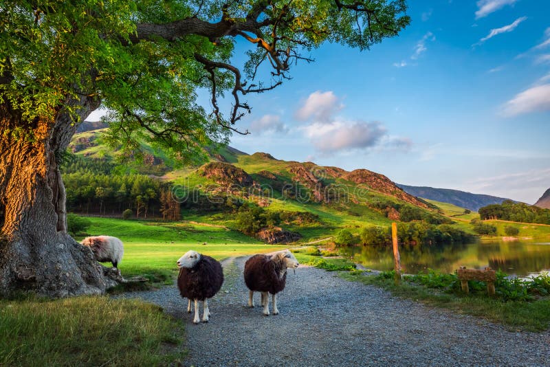 Twee nieuwsgierige sheeps op weiland bij zonsondergang in het Meerdistrict, het UK