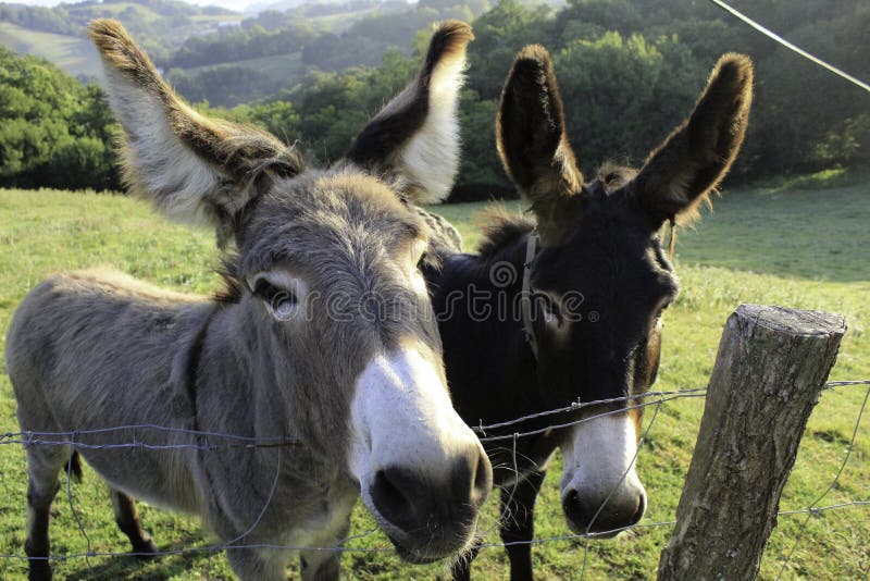 Twee nieuwsgierige Spaanse ezels op een weide stock foto's Twee nieuwsgierige Spaanse ezels op een weide stock foto's