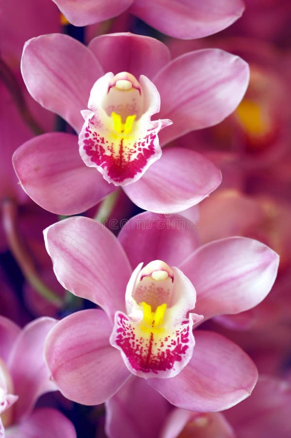 Twee Orchideeën stock foto Twee Orchideeën stock foto