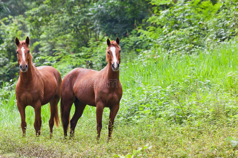 Twee Paarden in Belize stock foto