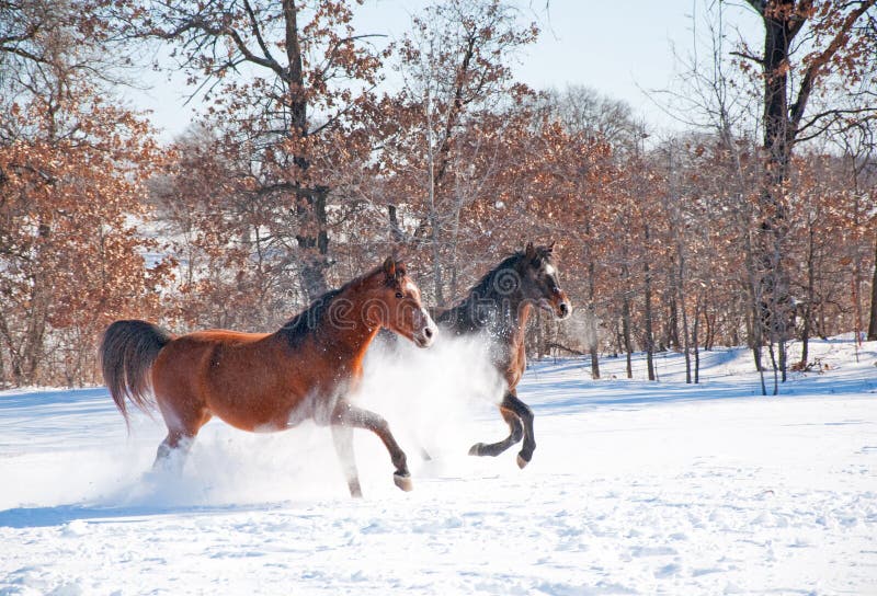 Twee paarden die in diepe sneeuw laden stock afbeelding Twee paarden die in diepe sneeuw laden stock afbeelding