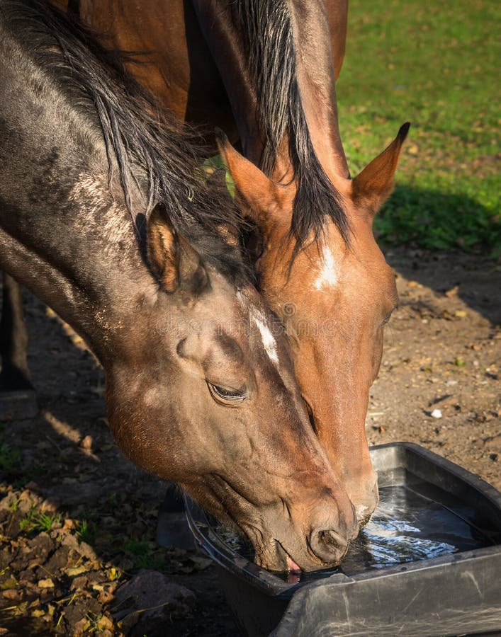 Twee paarden drinkwater in emmer royalty-vrije stock afbeeldingen Twee paarden drinkwater in emmer royalty-vrije stock afbeeldingen