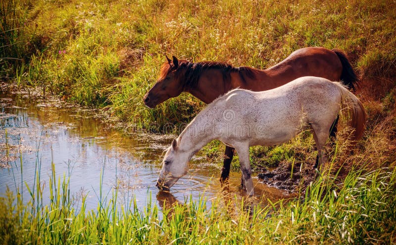 Twee paarden drinkwater van de kreek stock afbeelding Twee paarden drinkwater van de kreek stock afbeelding