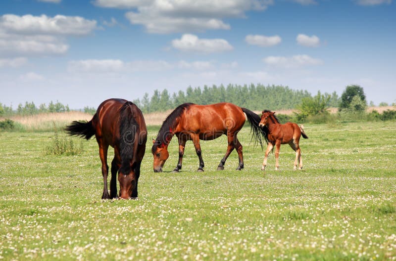 Two horses and foal in pasture. Two horses and foal in pasture