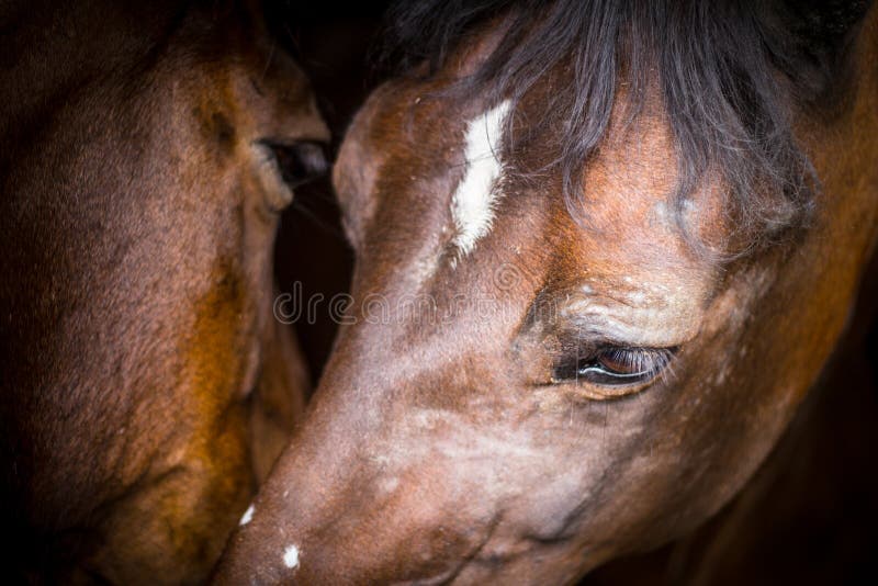 Twee paarden in hun stal royalty-vrije stock fotografie Twee paarden in hun stal royalty-vrije stock fotografie