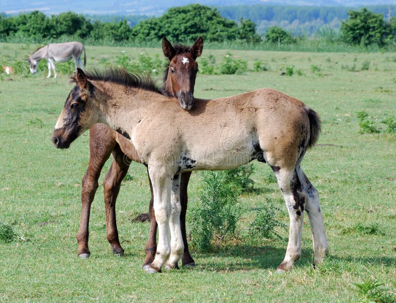 Two horse foals on pasture. Two horse foals on pasture