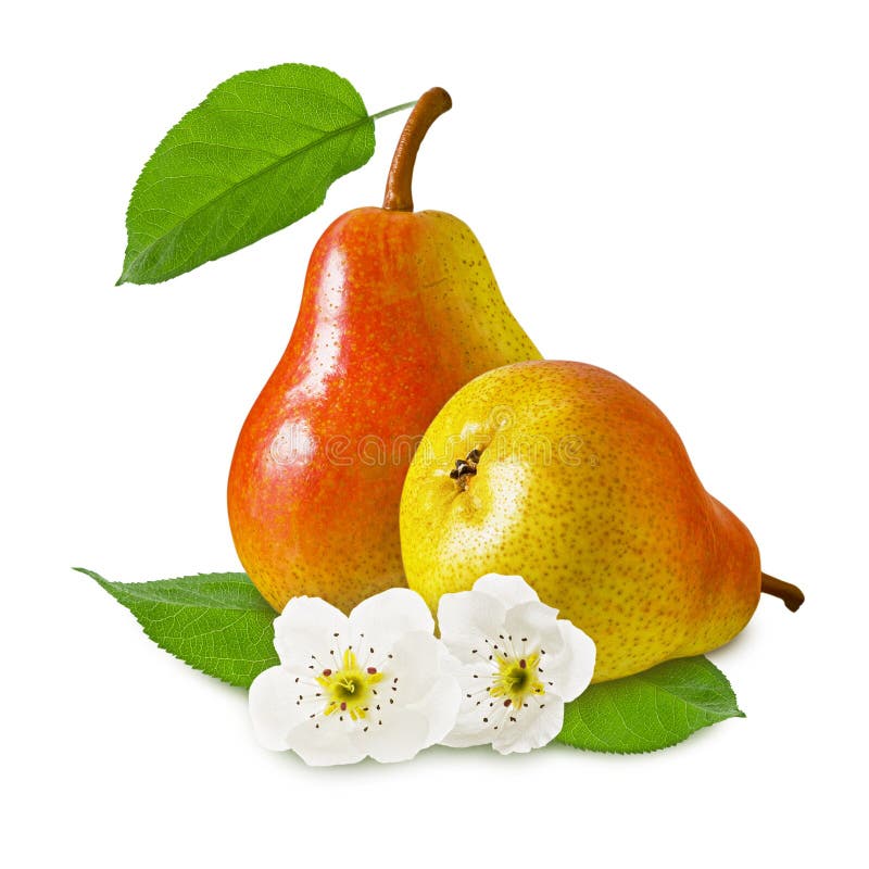 Twee peren rijp sappig rood geel fruit met bloem en groen die blad op witte achtergrond als ontwerp voor pakket wordt geïsoleerd stock afbeeldingen Twee peren rijp sappig rood geel fruit met bloem en groen die blad op witte achtergrond als ontwerp voor pakket wordt geïsoleerd stock afbeeldingen