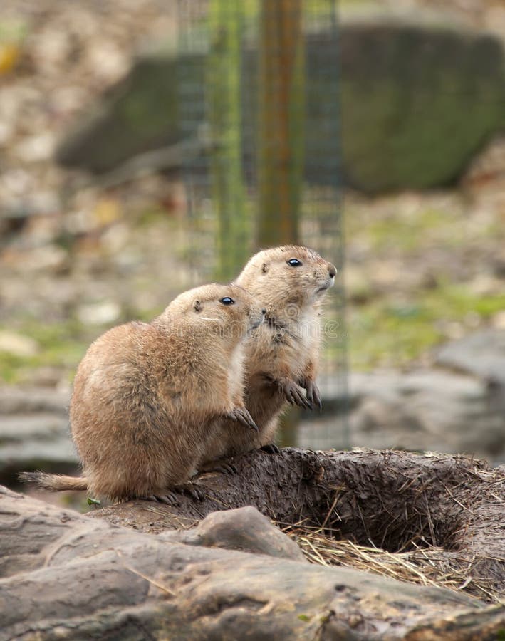 Twee Prairiehonden stock afbeeldingen Twee Prairiehonden stock afbeeldingen