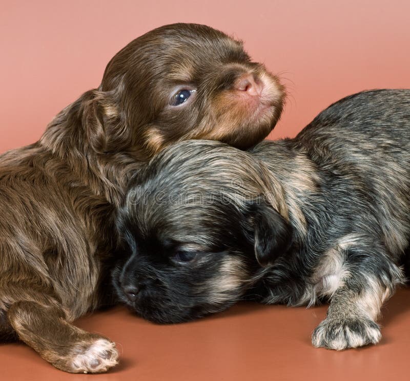 Twee puppy van een schoothondje royalty-vrije stock afbeelding Twee puppy van een schoothondje royalty-vrije stock afbeelding