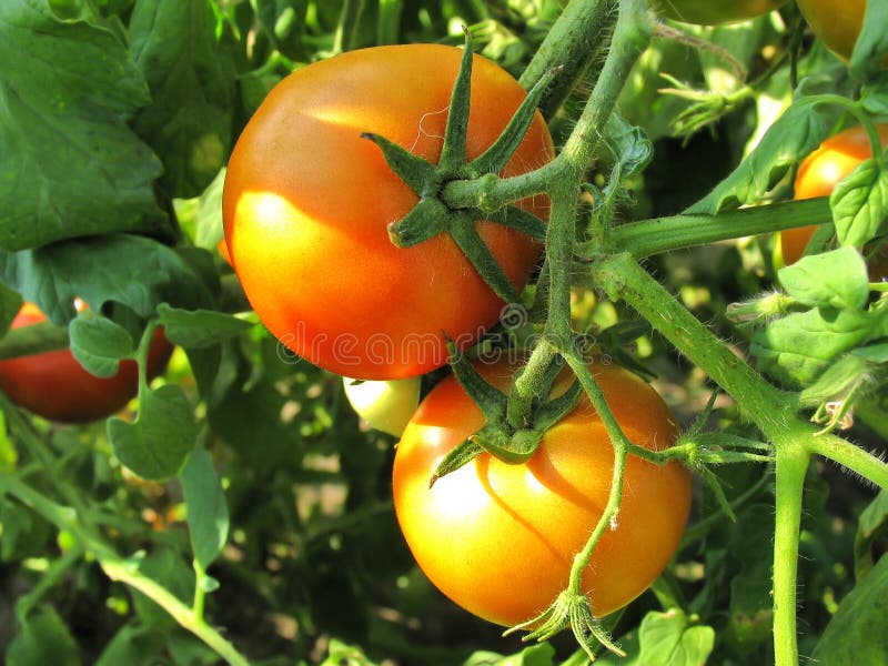 Twee rijpe tomaten op tak Groeiende Groenten Landbouw royalty-vrije stock afbeelding Twee rijpe tomaten op tak Groeiende Groenten Landbouw royalty-vrije stock afbeelding