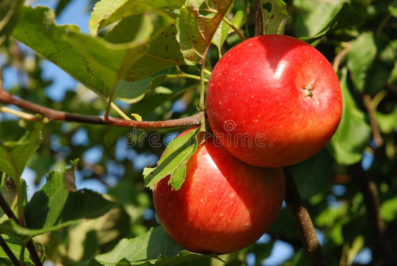 Twee rode appels aan een boom royalty-vrije stock foto's