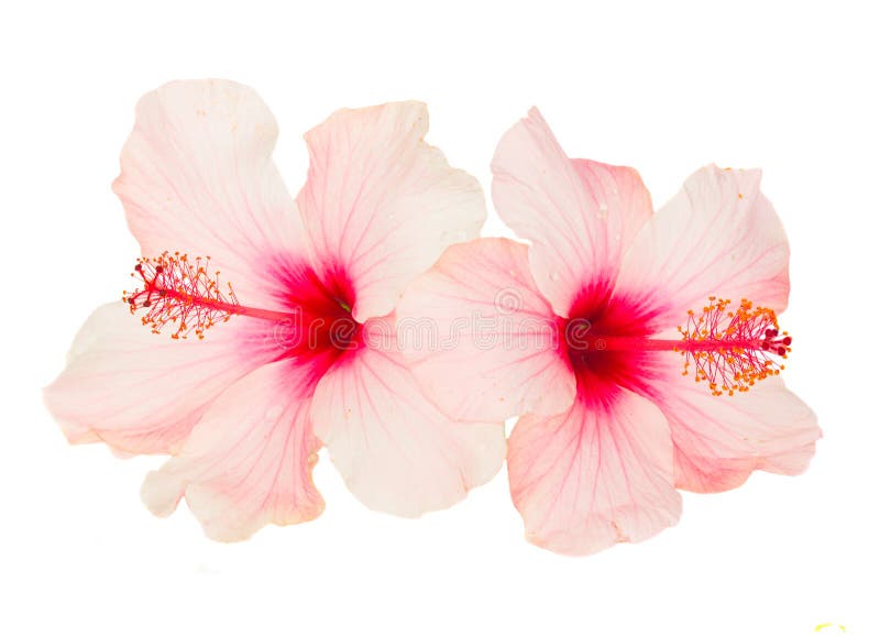 Twee roze hibiscusbloemen stock fotografie Twee roze hibiscusbloemen stock fotografie
