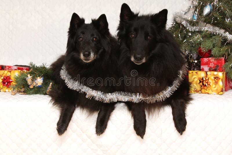 Twee schitterende zwarte honden met Kerstmisdecoratie stock foto's Twee schitterende zwarte honden met Kerstmisdecoratie stock foto's