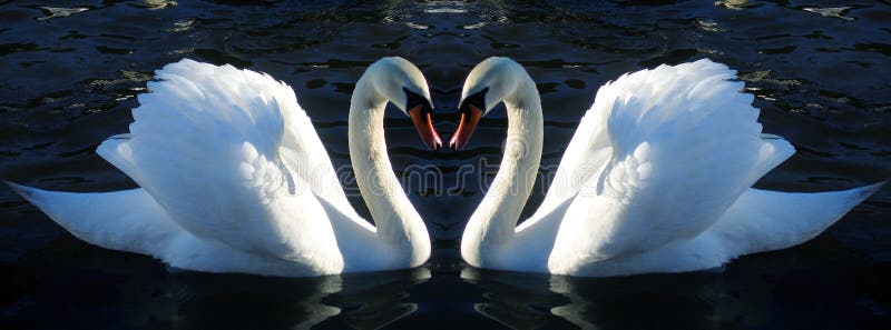 The Mute Swan (Cygnus olor) is a species of swan, and a member of the duck, goose and swan family Anatidae. It is native to much of Europe and Asia. The Mute Swan (Cygnus olor) is a species of swan, and a member of the duck, goose and swan family Anatidae. It is native to much of Europe and Asia.