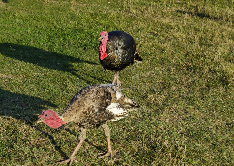 Twee Turkije op de de zomer groene weide stock afbeeldingen Twee Turkije op de de zomer groene weide stock afbeeldingen