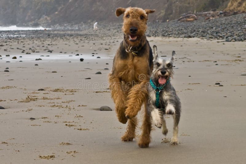 Twee van honden die op strand in werking worden gesteld stock foto's Twee van honden die op strand in werking worden gesteld stock foto's