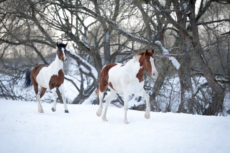 Two piebald horses playing on snow in cold winter. Two piebald horses playing on snow in cold winter